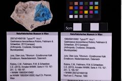 Foto (Objekt + Etiketten) von Gastrosacus levocardiacus (Robins, Feldmann & Schweitzer, 2013) (NHMW-GEO-1990-0041-0482)